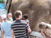 Eden petting the elephant