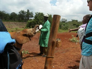 Baby Elephant Sanctuary